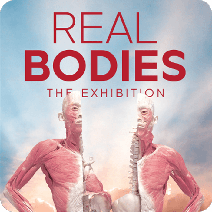 Real Bodies Exhibition